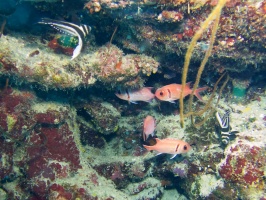 Two Spotted Drumfish and Black Bar Soldierfish IMG 6976